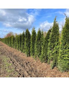 Emerald Cedar (BC)