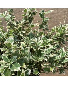 Emerald Gaiety Euonymus