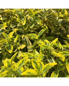 Emerald N Gold Euonymus