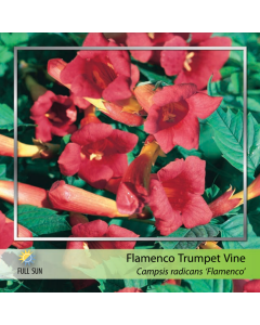 Flamenco Trumpet Vine