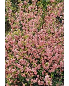 Flowering Almond