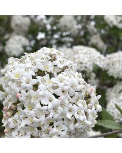 Fragrant Snowball Viburnum Std