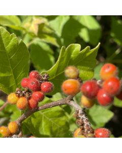 Fragrant Sumac