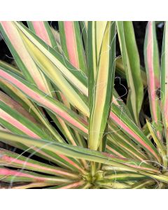 Garland Gold Yucca