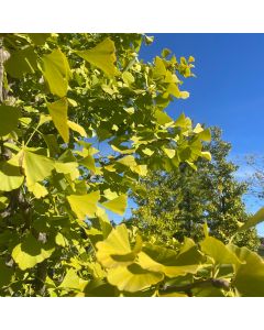 Maidenhair Tree