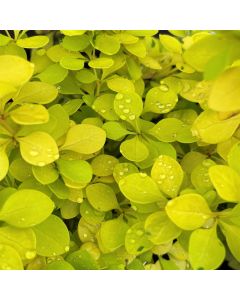 Golden Dwarf Barberry