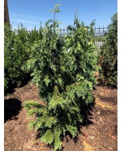 Golden Nootka Falsecypress