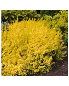 Golden Nugget Barberry