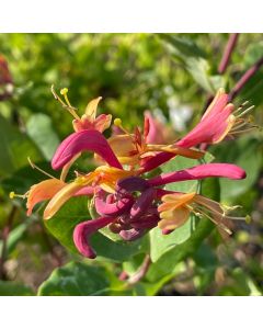 Goldflame Honeysuckle