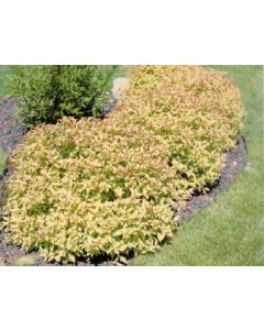 Goldflame Spirea