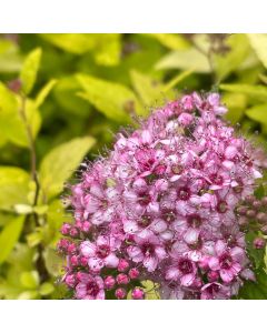 Goldmound Spirea