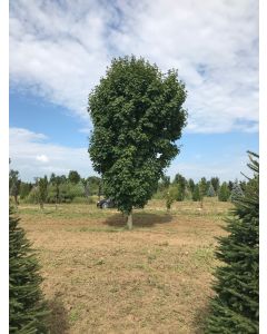 Green Mountain Sugar Maple