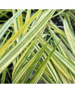 Forest Grass 'Aureola' 1G