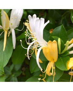 Halls Honeysuckle