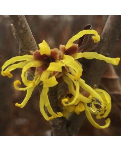 Chinese Witchhazel