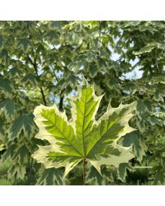 Harlequin Maple