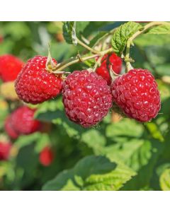 Heritage Raspberry