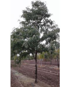 Skyline Honey Locust