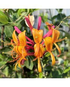 Celestial Honeysuckle