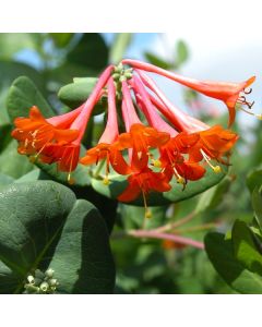 Mandarin Honeysuckle