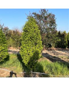 Pyramidal European Hornbeam