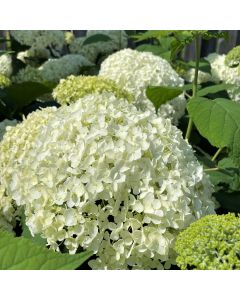 Annabelle Hydrangea