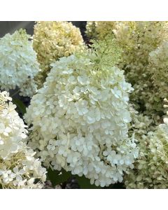 Bobo Hydrangea