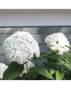 Incrediball Hydrangea 