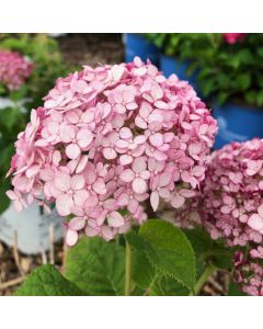 Incrediball Blush Hydrangea