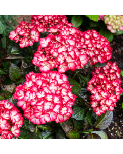 Kimono Hydrangea