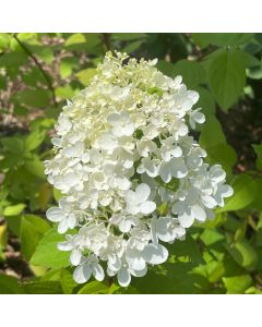 Peegee Hydrangea Std