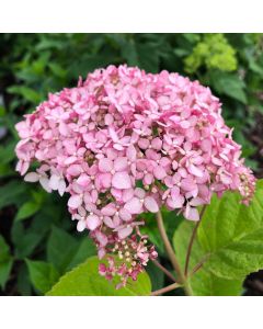 Pinkerella Hydrangea