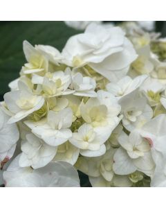 Dancing Snow Hydrangea