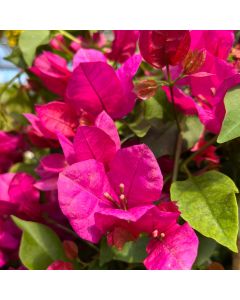 Bougainvillea