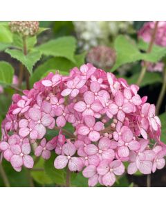 Incrediball Blush Hydrangea