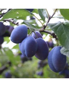 Italian Plum Tree