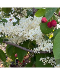 Japanese Ivory Silk Lilac