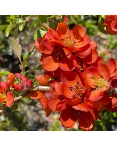 Japanese Quince