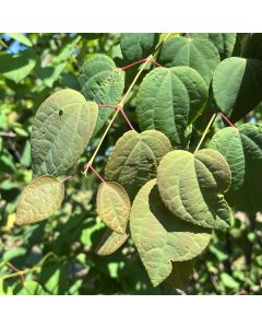 Katsura Tree