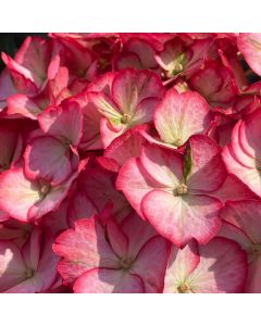 Kimono Hydrangea