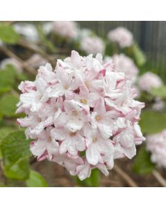 Korean Spice Viburnum Std