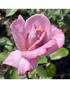 Lady X Hybrid Tea Rose