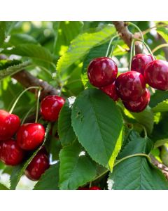 Lapin Cherry Tree