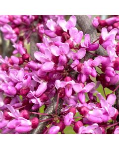 Lavender Twist Redbud