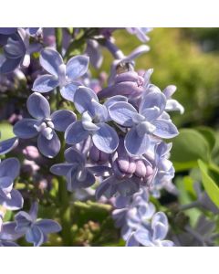 French Lilac President Grevy