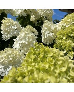 Limelight Hydrangea Std