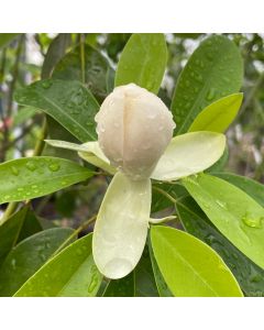 Moonglow Magnolia