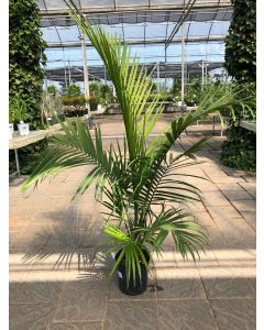 10" Majesty Palm