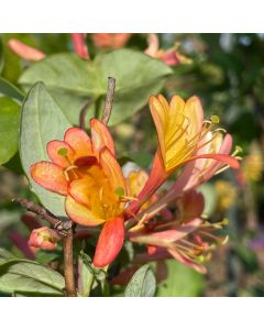 Mandarin Honeysuckle