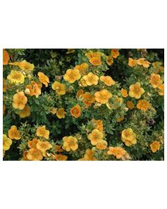 Mango Tango Potentilla